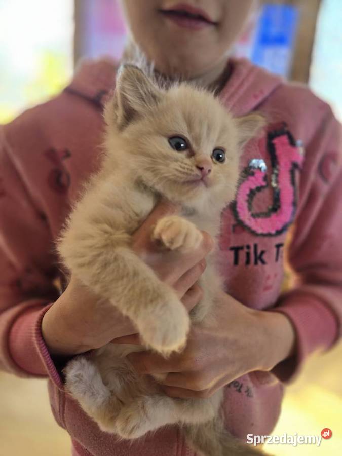 Ragdoll niespotykane kocięta w kolorze mink