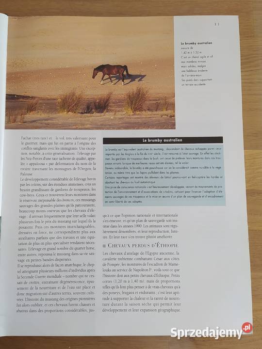 Konie i kucyki Larousse Bertrand de Perthuis podlaskie Hajnówka sprzedam