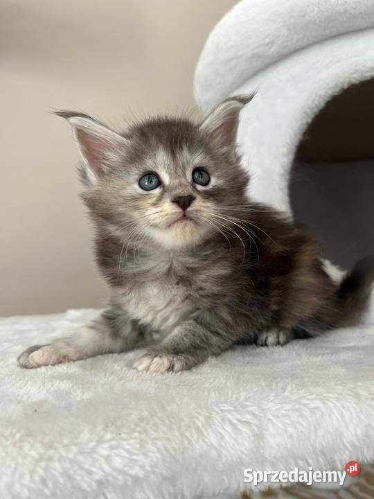 Jasmine kotka Maine Coon Szembruk