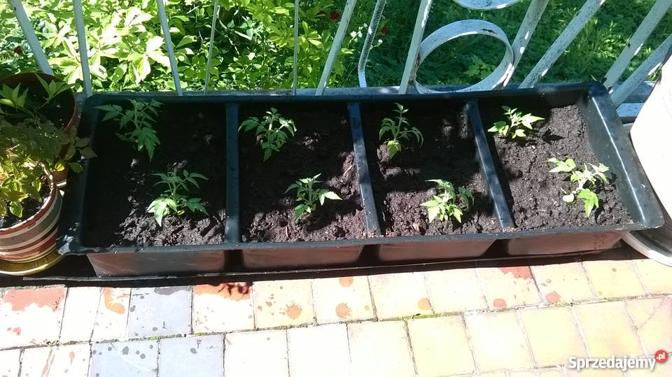 Kuweta plastikowa 102x29x5 Wrocław