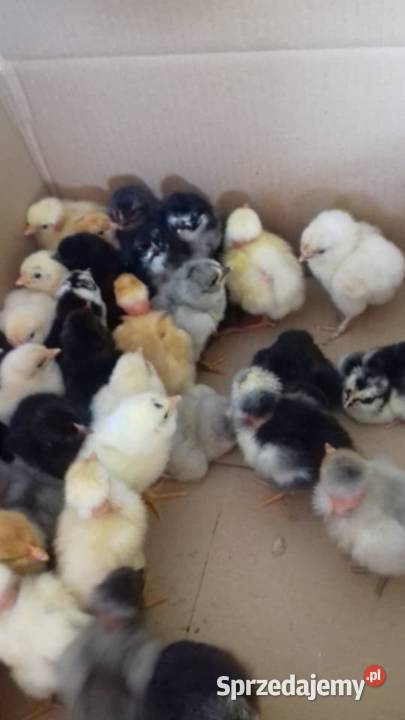 Sprzedam drub Rolnictwo Krasnopol sprzedam