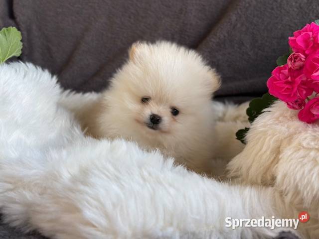 SZPIC MINIATUROWY POMERANIAN PIĘKNE DWA PIESKI Szpic miniaturowy Warszawa sprzedam