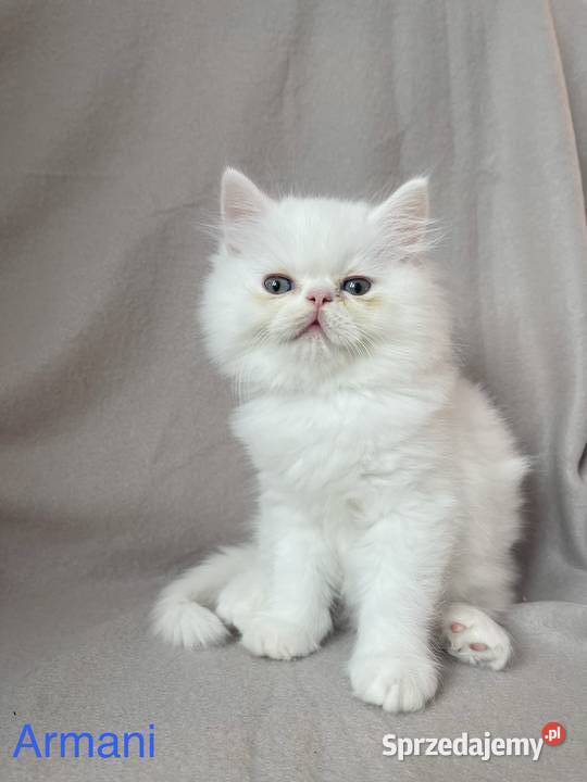 Koty perskie, kot perski, pers