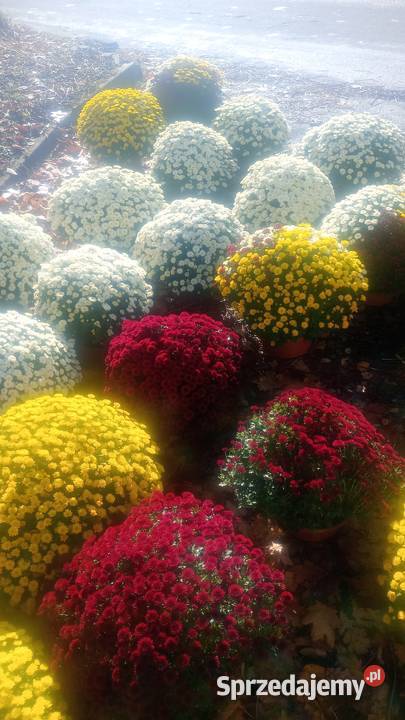 Hryzantemy drobnokwiatowe Bielsko-Biała