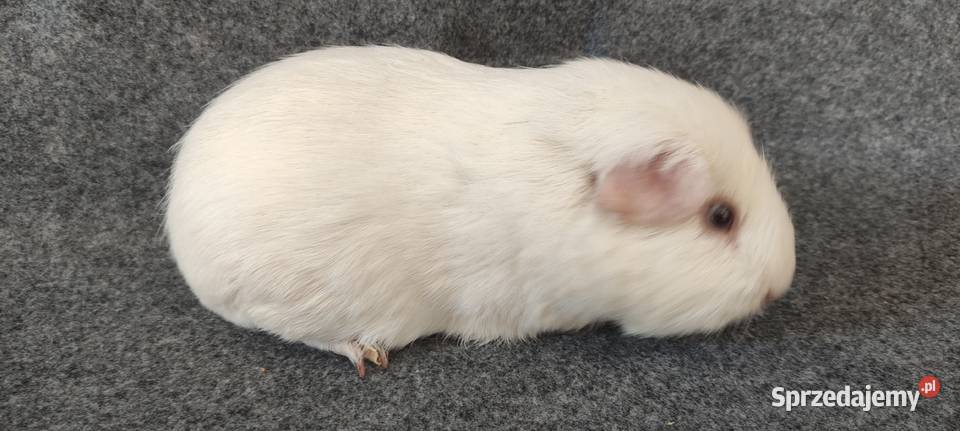 Świnka morska self gładkowłosa cavia z hodowli śląskie Dąbrowa Górnicza
