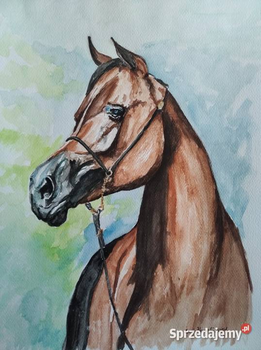 koński łeb zachodniopomorskie Szczecin