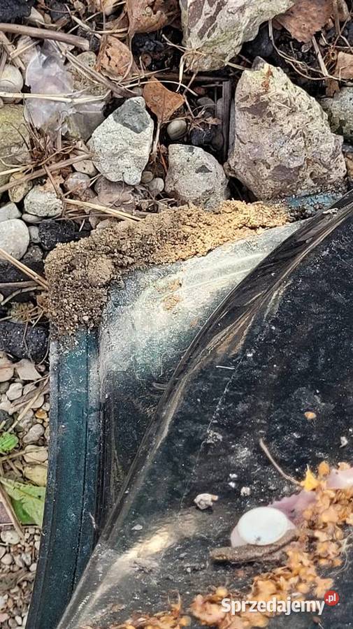 Drzwi Opel Astra G Łagów