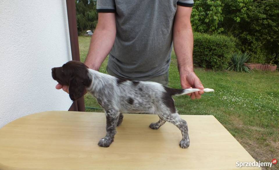 Płochacz Niemiecki Wachtelhund z metryką ZKwP Pozostałe łódzkie Bełchatów