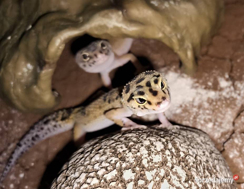 2 Gekony Lamparcie Młodziutkie Samiczki OKAZJA Zwierzęta sprzedam