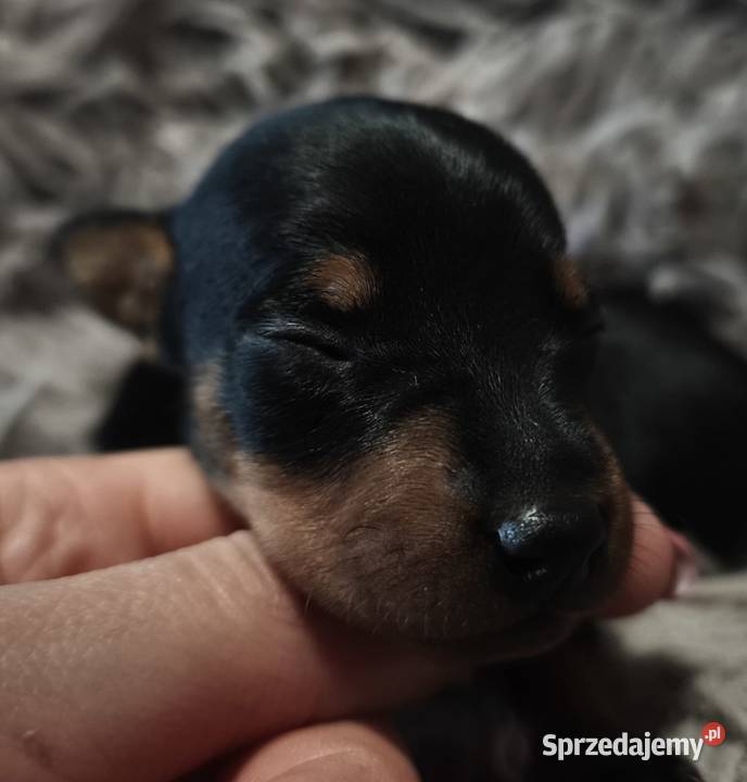 Szczenięta Pinczer Miniaturowy ZKWP fci mazowieckie Łochów