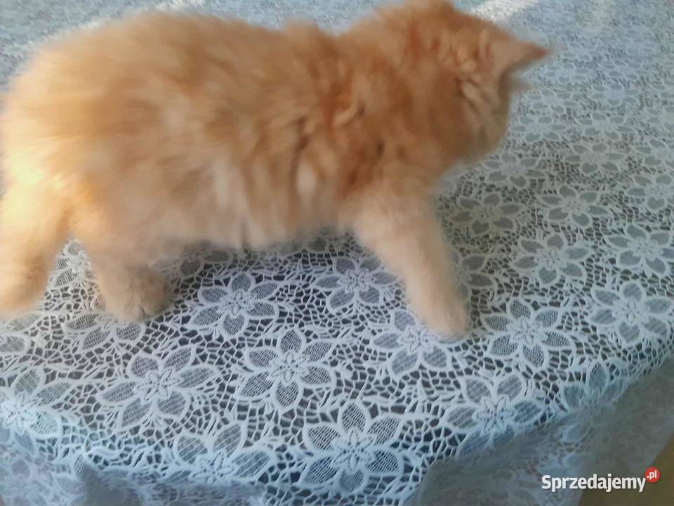 Kocurek perski rudobiszkoptowy Perski Szyk