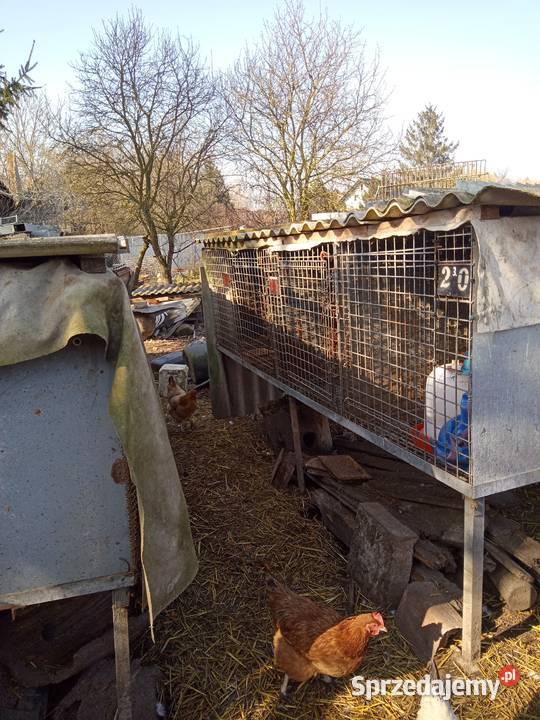 Sprzedam klatki dolnośląskie Brennik