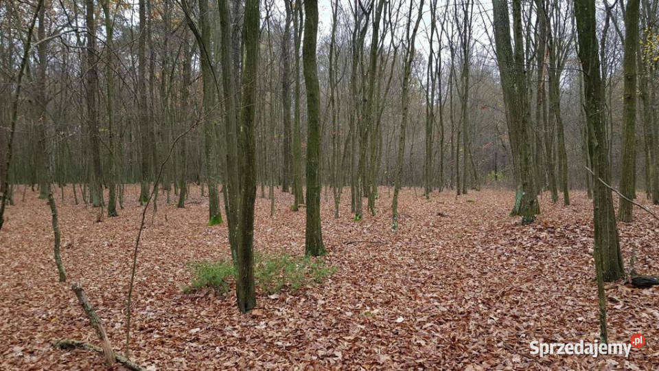 Przepiękny las w miejscowości Samoklęski 40m sprzedam