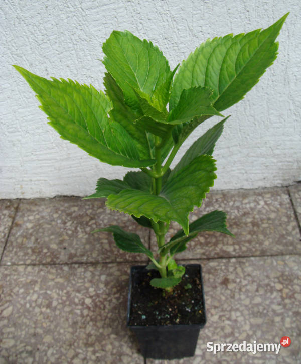 HORTENSJA LEUCHTFEUER sadzonki w doniczkach kujawsko-pomorskie Ustronie