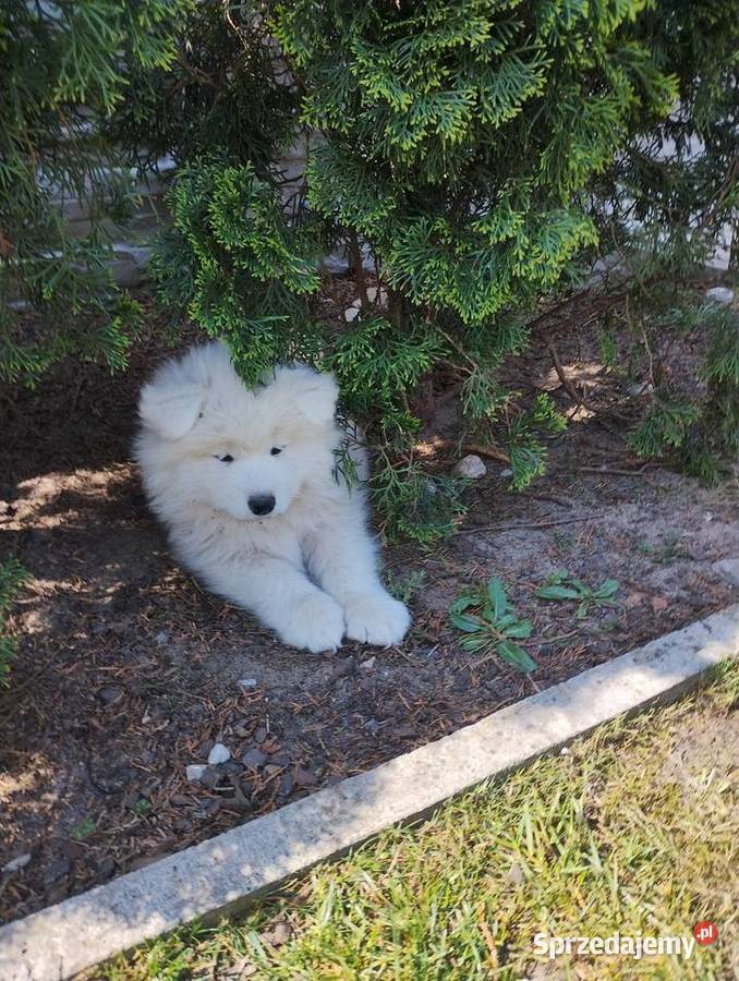 Samoyed Bokser Wrocław
