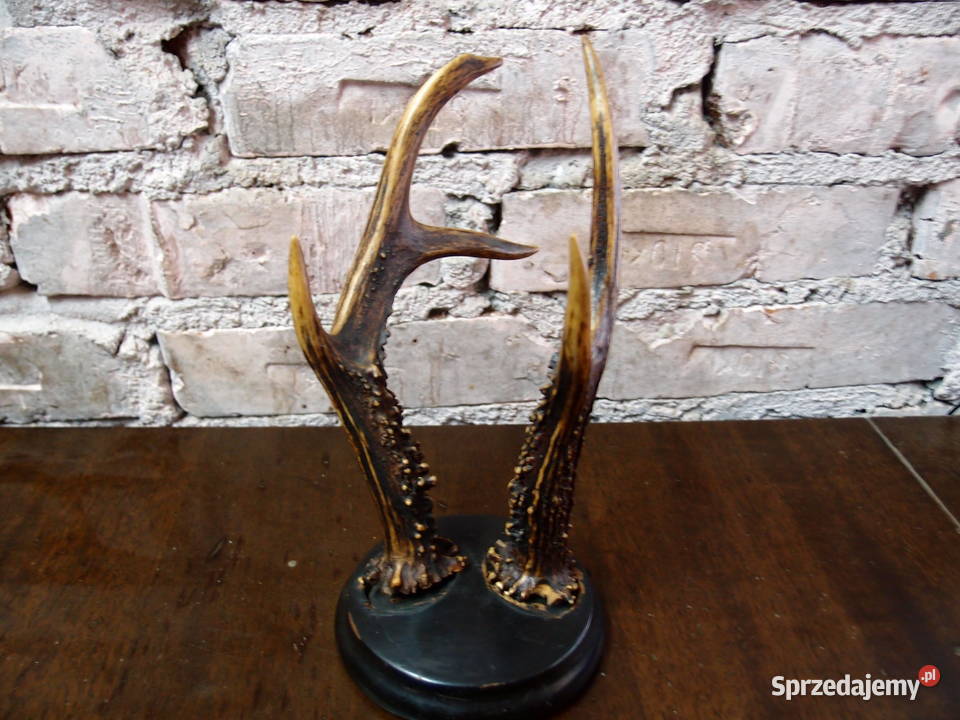 Poroże na drewnianej podstawie wys 24 Pozostałe Łódź