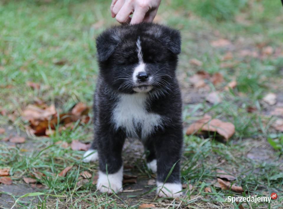 Akita inu japońska pręgowane szczenię Meiyosho Wrocław sprzedam
