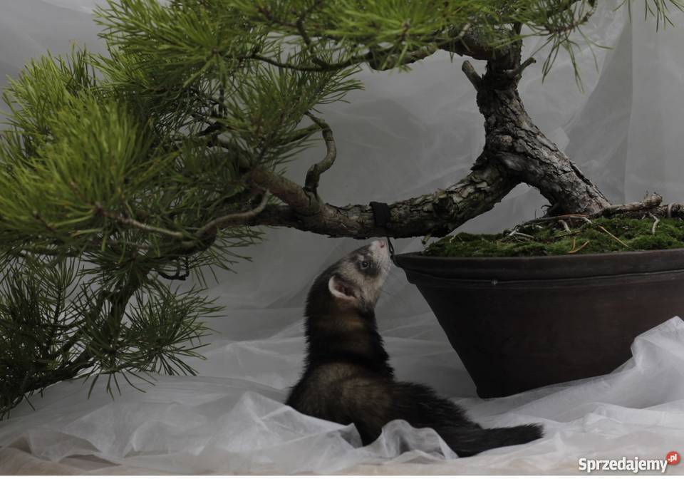 Tchórzofretka 3 miesięczna Piękna samiczka Wrocław