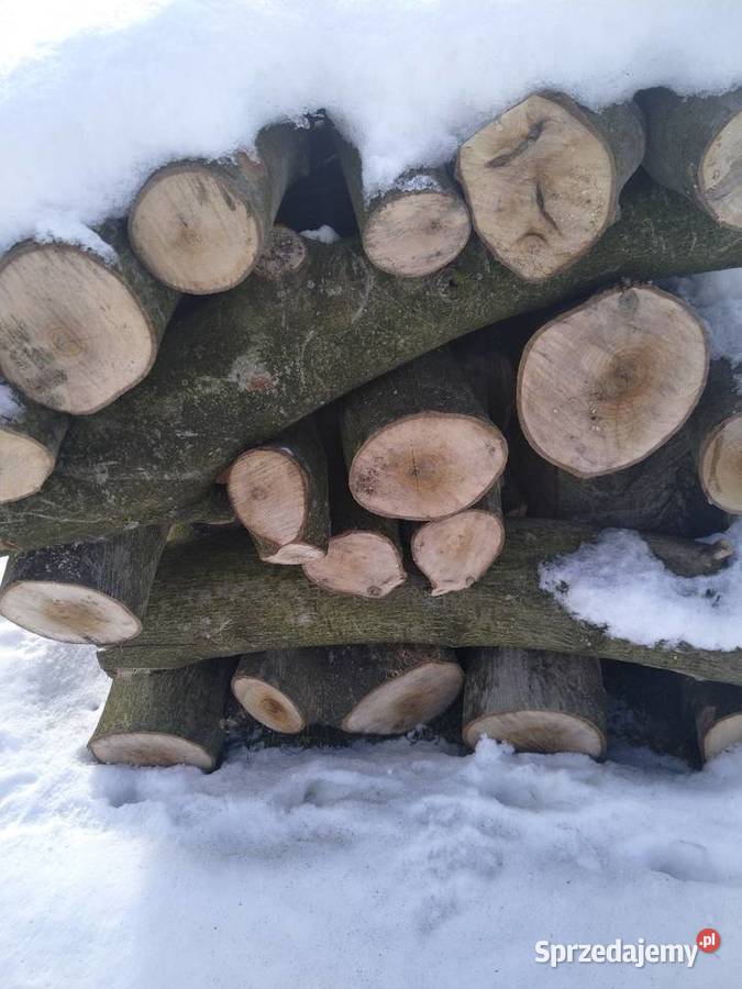 Drzewo orzech włoski Chocznia sprzedam