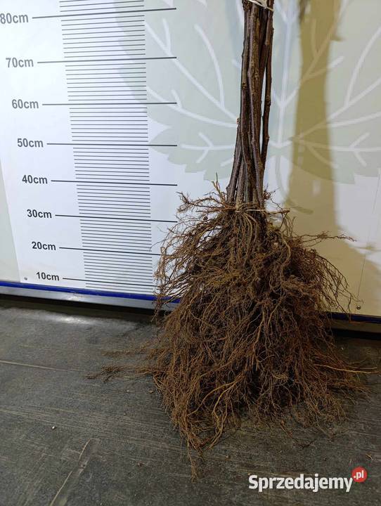 Sadzonki porzeczki czarnej czerwonej białej PA Stary Pożóg