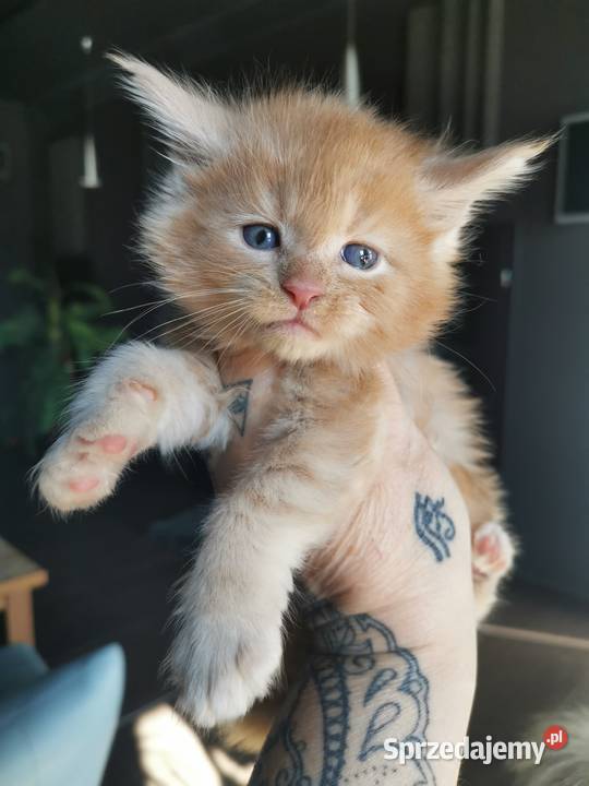 Kremowy kocurek Maine Coon FIFe FPL Maine Coon sprzedam
