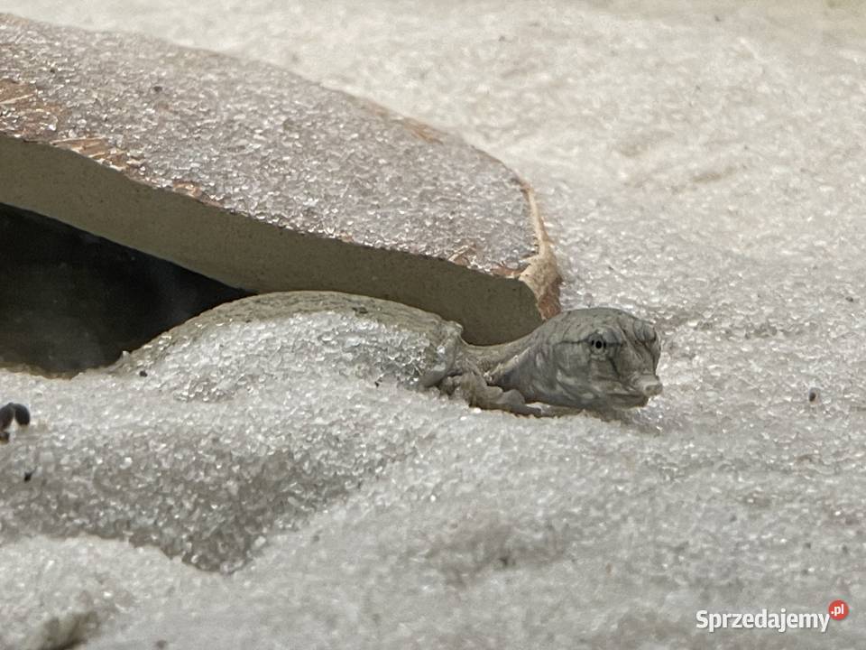 żólwiak chiński Gliwice