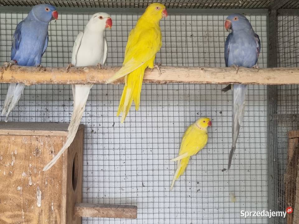 Papugi aleksandretty obrożne