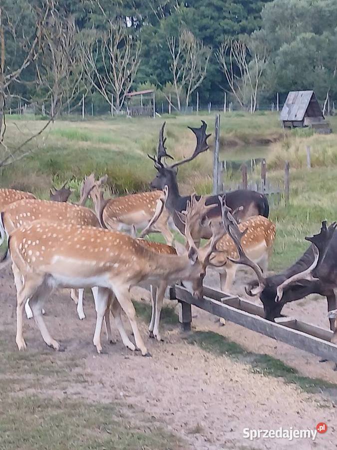 Daniele z hodowli sprzedam Pozostałe Kalisz Pomorski sprzedam