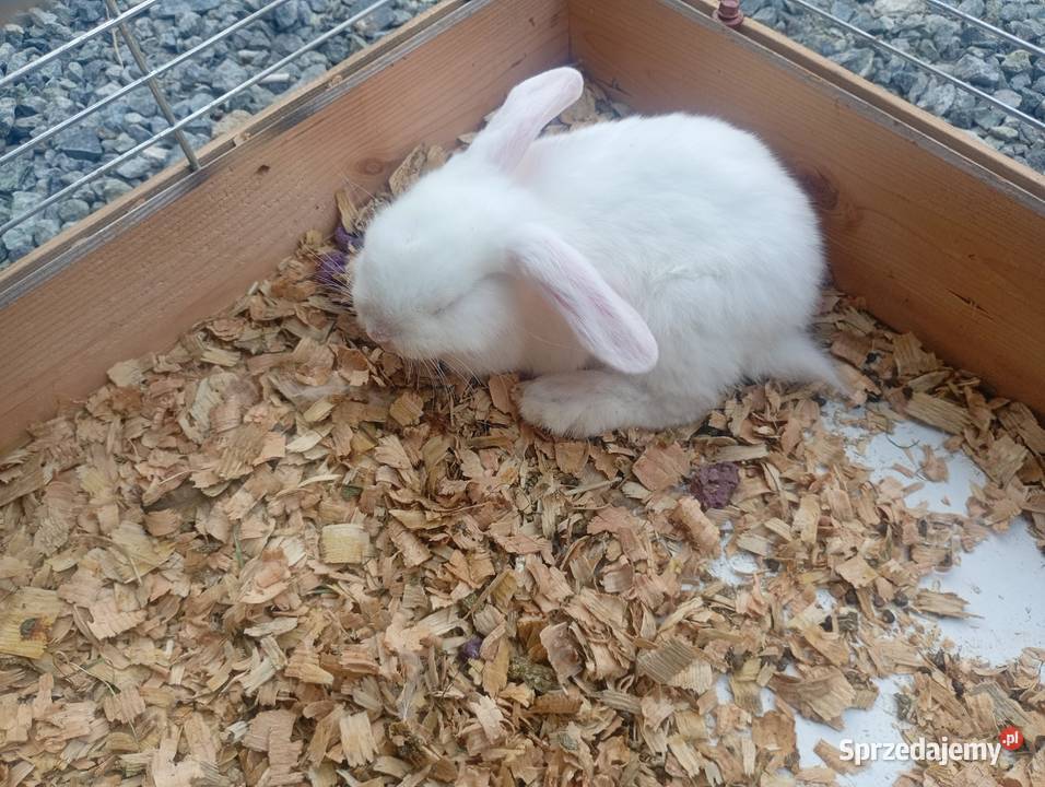 Króliki miniaturki Wrzesiny