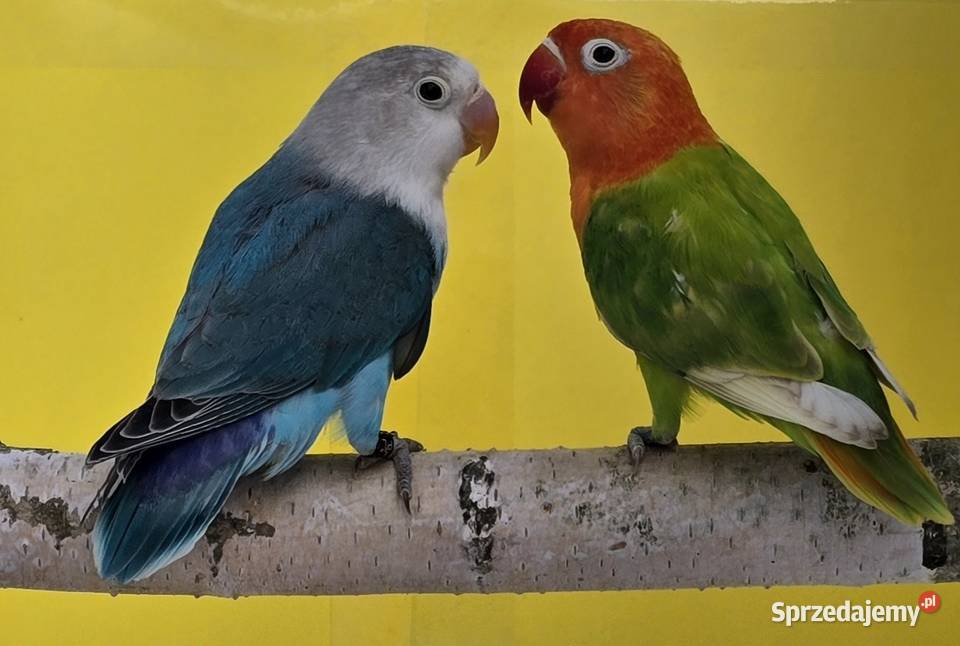 Nierozłączki Fischer młode do oswojenia I Wrocław