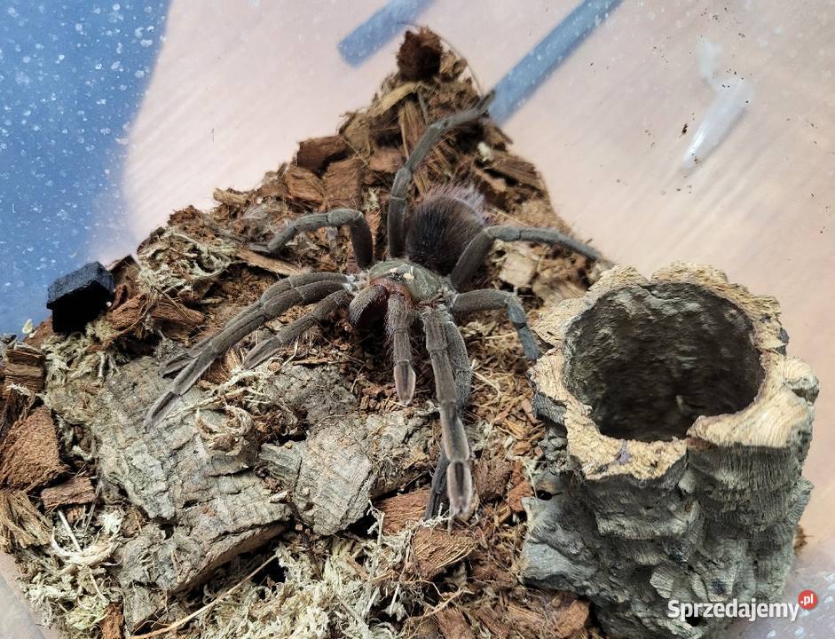 Ptasznik Pamphobeteus sp machala samiec 4DC Gady i płazy Kraków