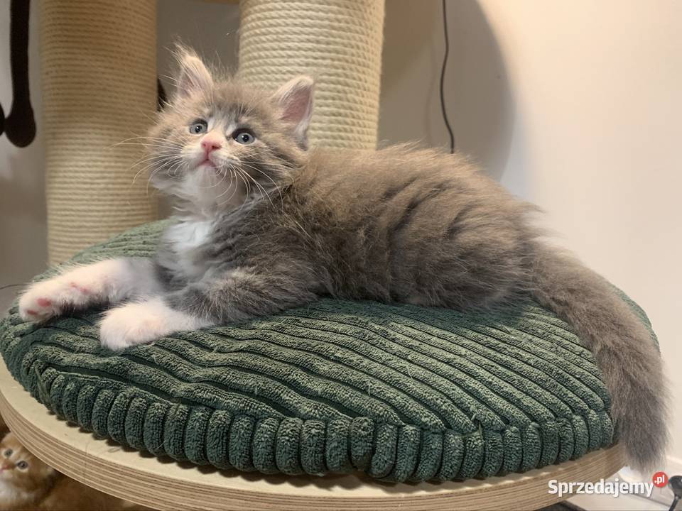 Maine Coon Srebny z białym klasycznie pręgowany mazowieckie