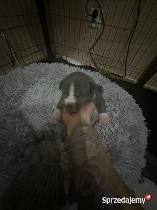 Piękne szczeniaki rasy American Staffordshire zachodniopomorskie Cedynia