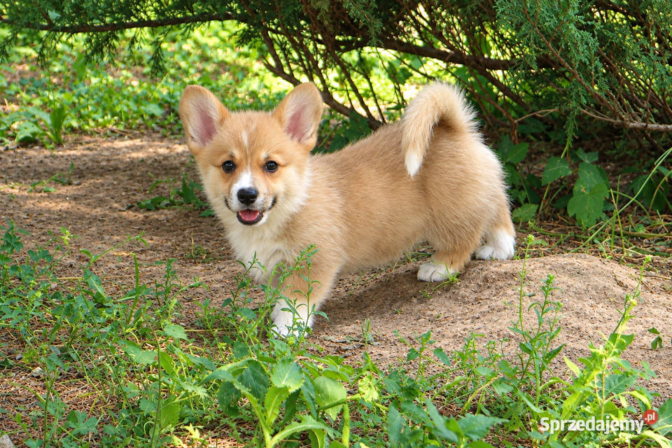 Welsh Corgi Pembroke Chłopak