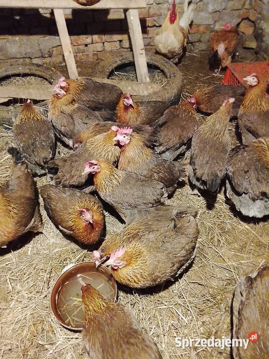 Kurki zielononozki Drób i ptactwo Brzeźno
