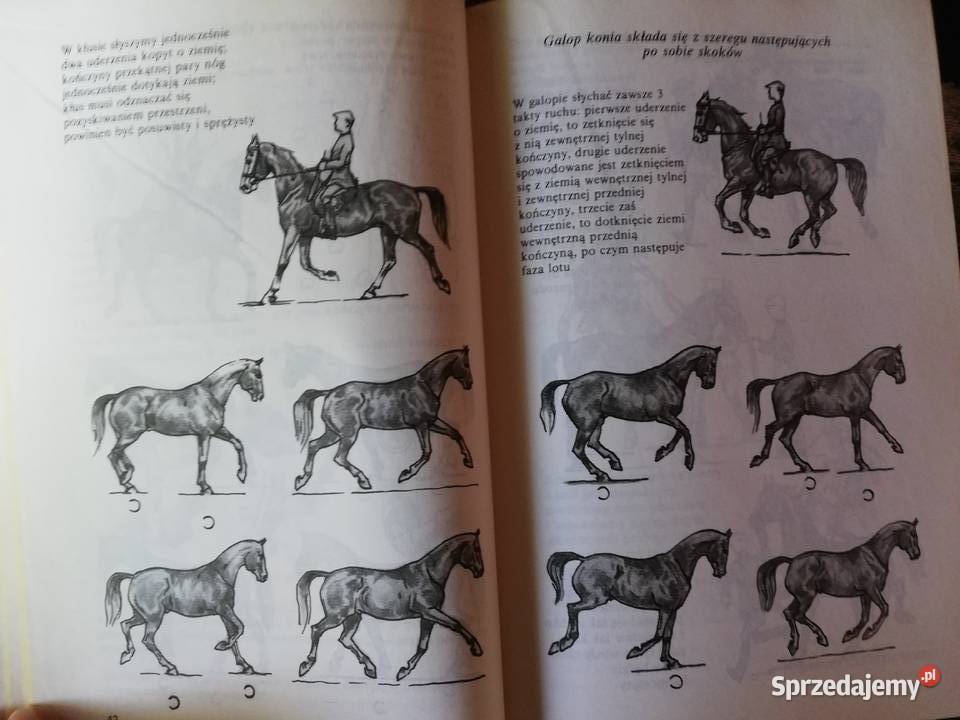 Jeździectwo moje hobby Tamas Flandorffer Josef Poradniki, albumy i reportaże Kraków