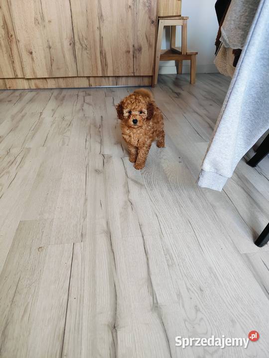 Pudel toy piesek i suczka Dobre Miasto