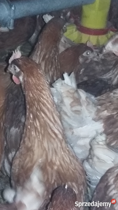 Kury Nioski Lohmann BrownRosa Leghorn Konin