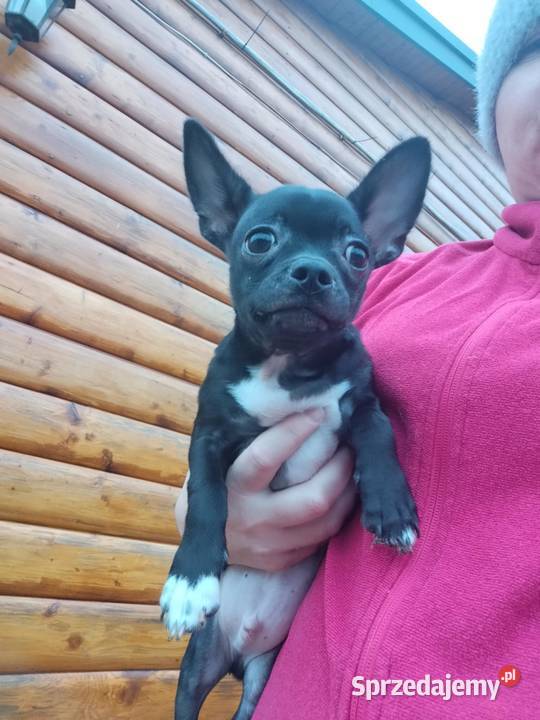 Piesek chihuahua Warszawy sprzedam