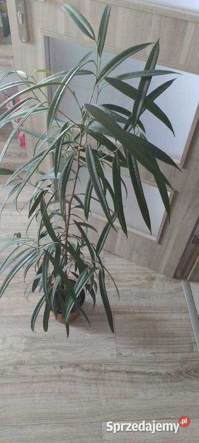 Fikus Wierzbolistny Alii 100 Wieliczka