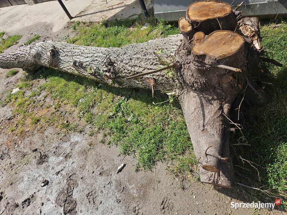 Kłoda orzech włoski lubelskie Żółkiewka-Osada