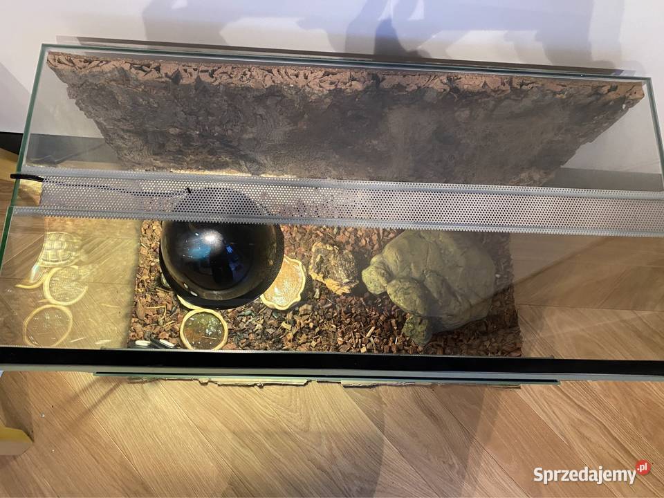 OKAZJA Żółw stepowy z terrarium 2 komplety wielkopolskie Kiekrz