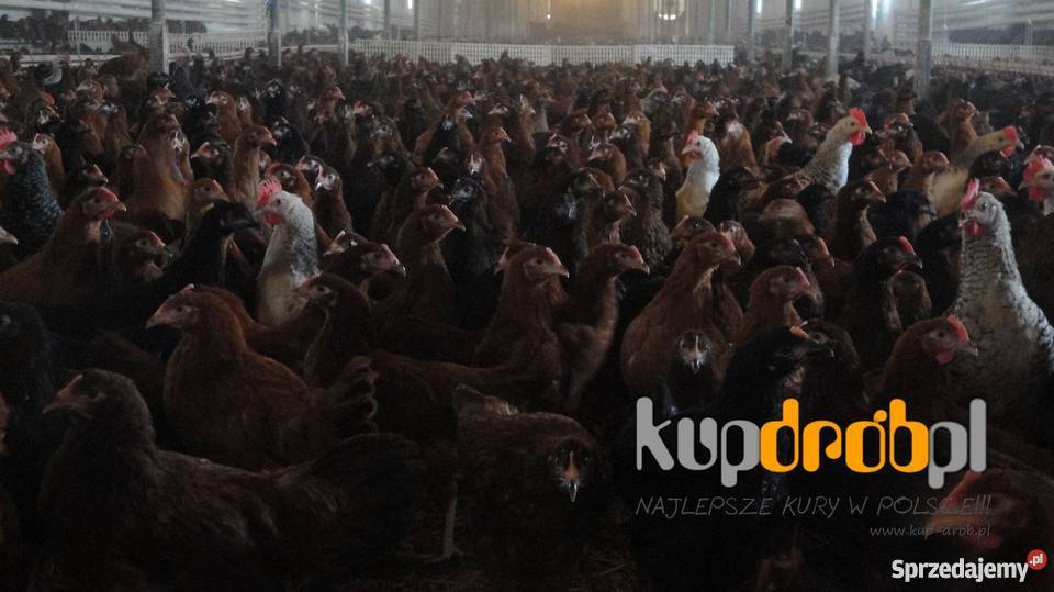 KURY Nioski ROSA 14 i 12 tyg Piękne Uczciwy wiek mazowieckie Żuromin sprzedam