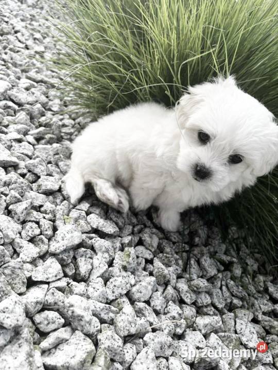 Maltańczyk Suczka Zwierzęta