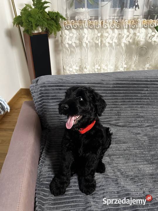 Sznaucer olbrzym piękna suczka FCI