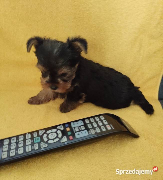 Yorkshire terrier merle pieski Żory
