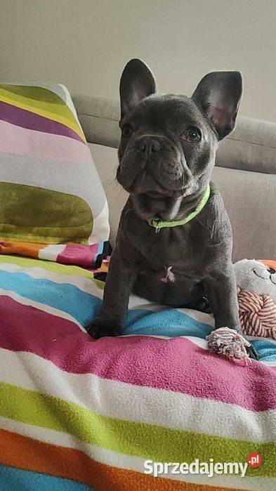 Piesek Buldog francuski niebieski BLUE sprzedam