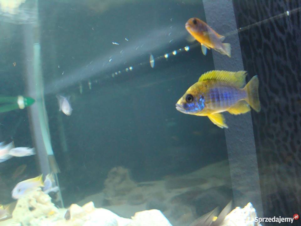 Pyszczaki różne gatunki sprzedam