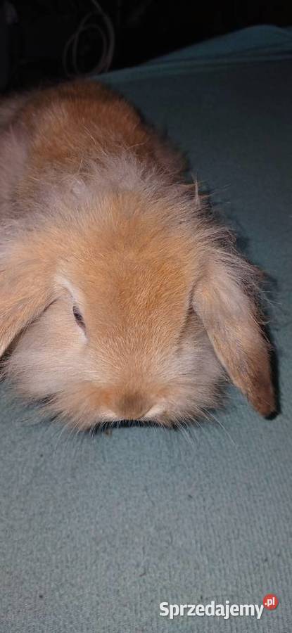 Króliczek mini lop lewek 3m Radzymin