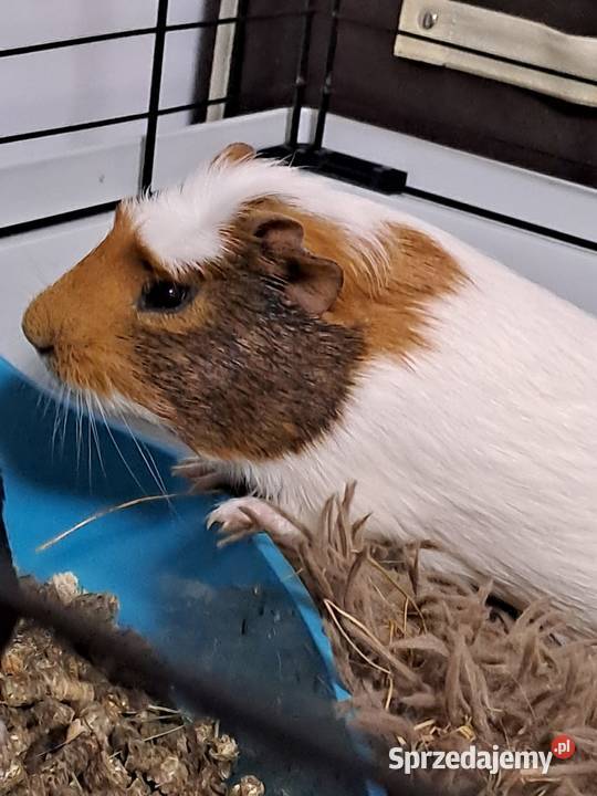 Oddam świnkę morską Malbork